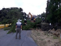 한남리, 마을입주 기업체와 마을안길 방풍수 제거사업 펼쳐