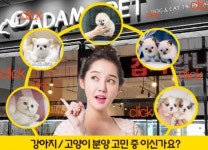 강아지분양(아담스펫) 및 고양이분양(아담스캣) 자체적인 브리딩으로 각지에서 인기를 얻어