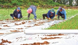 마늘밭에 진미가 | 겨울 대비하는 마늘밭