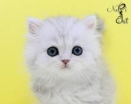 프리미엄 고양이 분양샵 나비캣, 철저한 인물심사 후 분양여부 결정··· 남다른 퀄리티를 뽐내