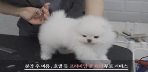 고객감사이벤트 개최 ‘국내 최대규모 강아지분양샵 펫갤러리아·펫제이’ 다양한 혜택을 제공해