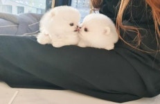 강아지분양샵 김포 펫갤러리아 및 강남 펫제이, 초보 반려인을 위해 분양 할인 이벤트 실시
