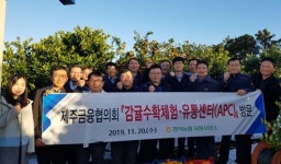제주금융협의회 감귤수확·소비촉진 동참