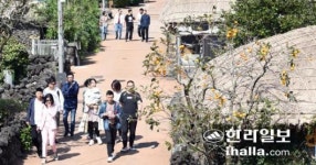 성읍민속마을 전통초가 불법 건축 잇따라