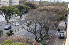 신제주 가로수 고사 담팔수 대신 후박나무·먼나무 식재