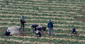 양파 수확하는 들녘