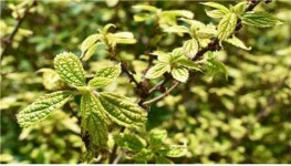 제주도기념물 비양도 비양나무 자생지 정비