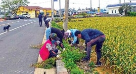 신평리 청년회·부녀회 마을 환경 정비