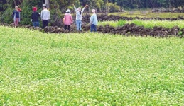 메밀밭과 관광객