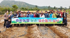 효돈농협 마늘 농가 찾아 일손 돕기