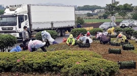 상모2리·구억리부녀회 꽃길 조성