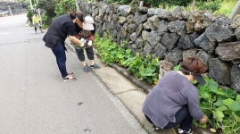 대평리새마을부녀회 마을 돌담 정비