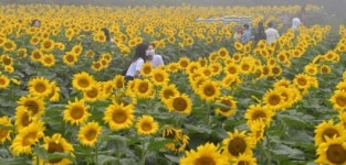 만개한 해바라기꽃밭에서 추억 만들기