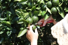 휴애리서 수국도 보고 청귤도 따고