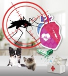 [Hi Pet] 댕댕이·냥이 한달에 1회 예방약 적용 필요