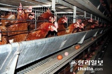 양계장 마리당 사육면적 조기 확대 추진 찬반 논란