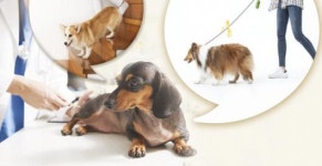 [Hi Pet] 반려견의 슬개골탈구