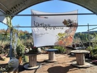 한라산 자락에 피어나는 국화에 물들다