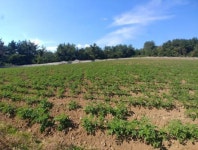 하지말라고 해도.. 초지 갈아엎고 월동채소 재배