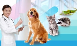 하이펫동물종합병원 | [Hi Pet] 반려동물도 건강 검진 잊지 마세요!