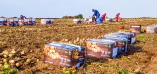 “햇감자가 나왔어요”