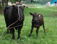 2021 신축년 ‘소의 해’ 맞아 재조명 받는 ‘제주흑우’