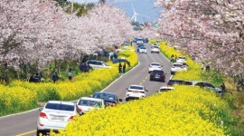 봄의 전령이 사는 길… 표선면 가시리 녹산로