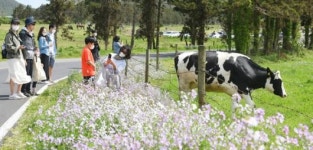 성이시돌목장 젖소와 관광객들