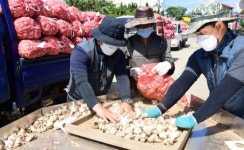 올해만 같으면 마늘농사 할만 해요