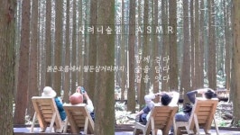 [영상] ASMR 제주 사려니숲길 에코힐링 체험 붉은오름에서 월든삼거리까지 걷기 편