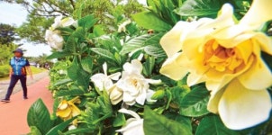 만개한 치자꽃 향기