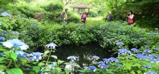 [2021 제주섬 글로벌 에코투어] (2)궷물오름 주차장~족은노꼬메 둘레길~삼나무 숲길~조릿대길~천아오름~광령천~산록도로