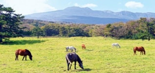 천고마비… 풀 뜯는 방목마들