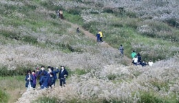 억새꽃이 유혹하는 새별오름