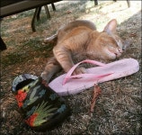 집안에 난데없이 늘어난 신발, 원숭이 인형...원인은