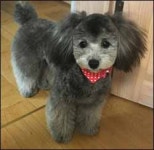 [추석 기획] 반려동물이 추석문화까지 바꿔놨다