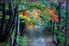 단풍은 최고의 가을 관광상품?...백양사의 단풍도 그랬다