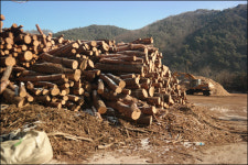 송어 산업 발달한...영월, 서강(西江) 단종의 슬픔을 걷다