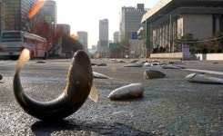 고래 심줄같은 생명력, 생선 먹기 두렵다