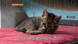 펫과사전 고양이 21마리 위해 이사까지 한 부부 정체는?