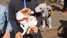 서울대 동물병원 반려동물 문화교실 수의사와 함께하는 캠퍼스 산책