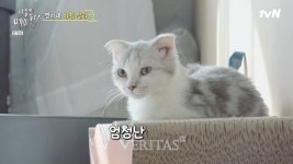 고양이 예능 냐옹은 페이크다 첫 방송, 30대여성 가장 많이 시청