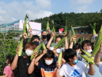 전남 학산초, 옥수수 수확 및 구워 먹기 체험 실시