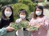 전남 진도 금성초, 학교 특색 교육활동 삼나무 숲 4계절 생태 교실 운영
