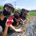 전남 용정중 김장 배추심기 체험학습 실시