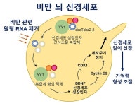 전남대 의대 연구팀 비만이 기억력 저해 밝혀