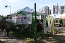 충북대, 신품종 찰옥수수 맛보세요