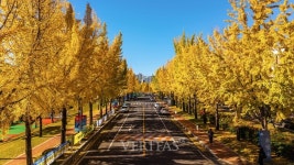 대구가톨릭대, 황금빛으로 물든 캠퍼스