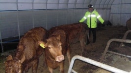 고창경찰, 집 나간 송아지 3마리 찾아줘 훈훈