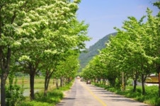 순창군, 이팝나무 가로수길 조성